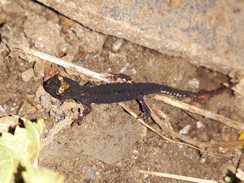 Northern Spectacled Salamander, 55040 Stazzema, Lucques, Italie, photo 9 of 10