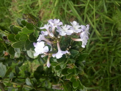 Duranta triacantha