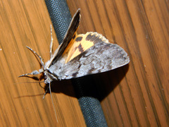 Catocala sordida