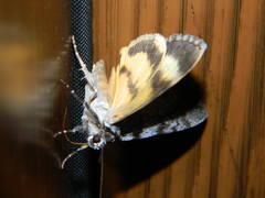 Catocala sordida