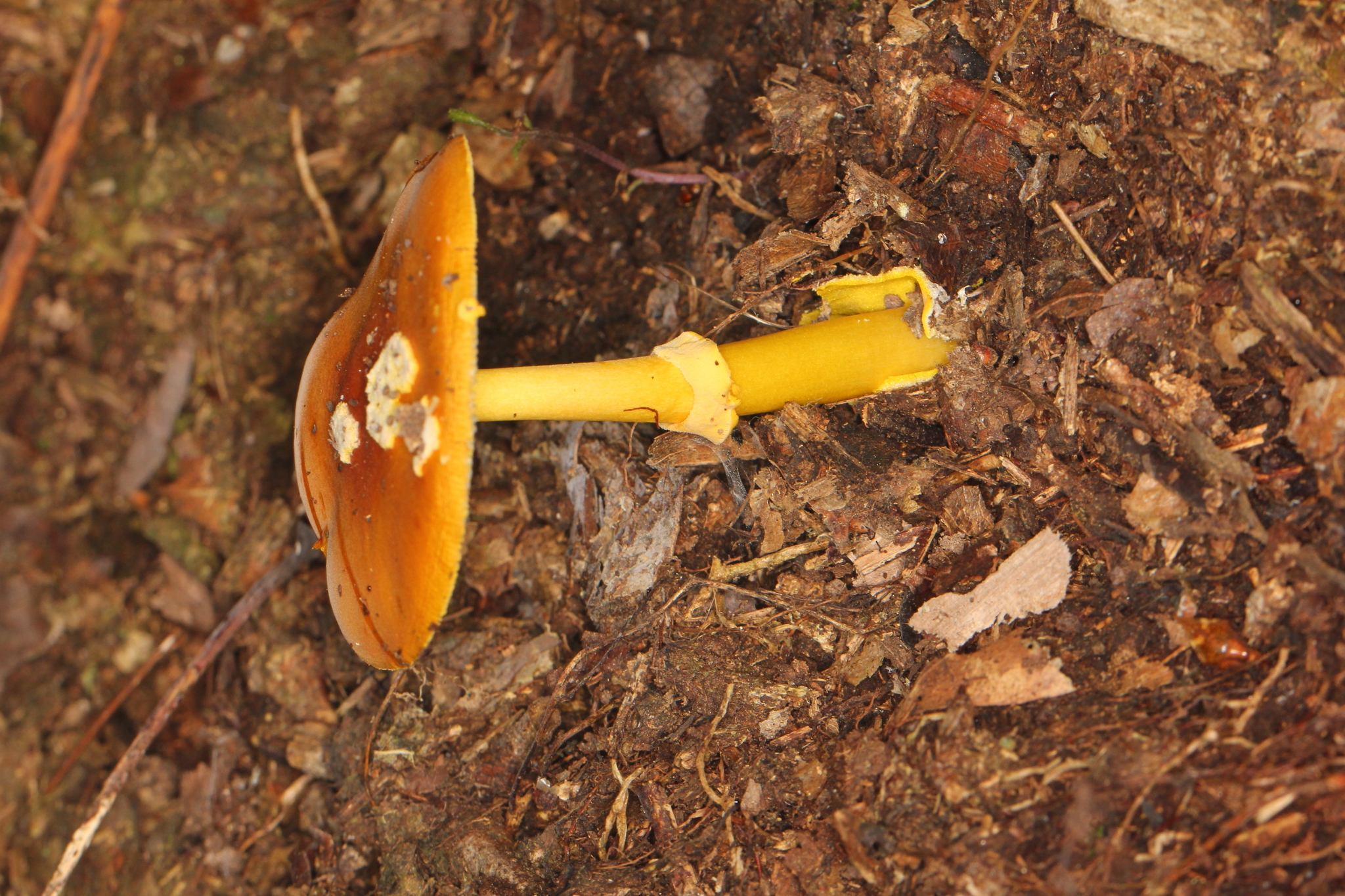 Amanita flavoconia var. inquinata image