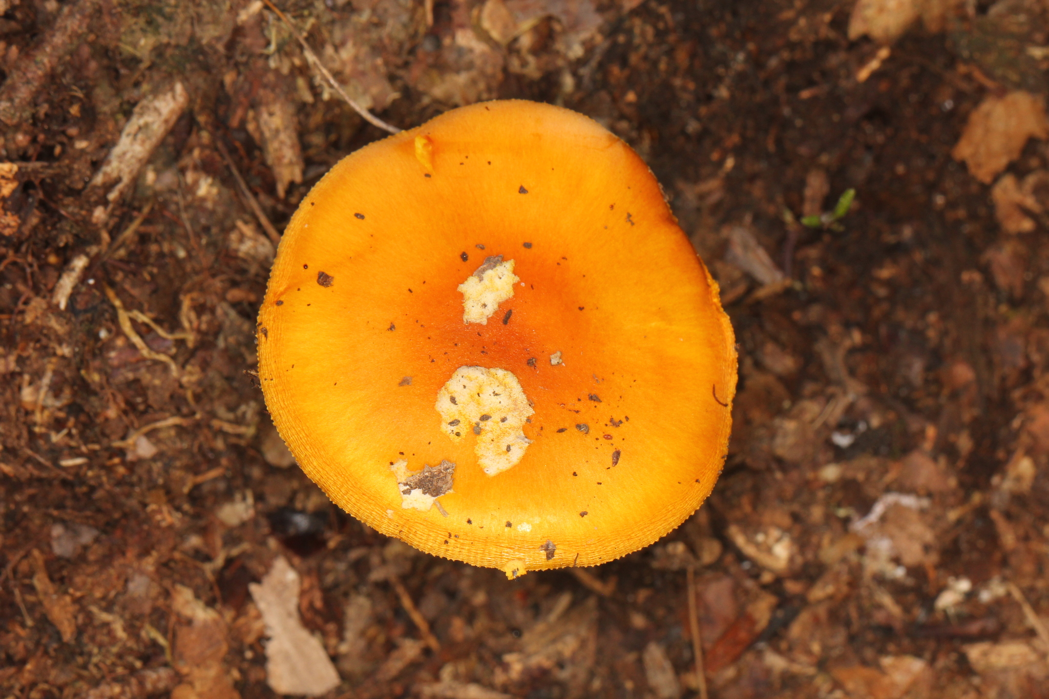 Amanita flavoconia var. inquinata image