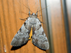 Catocala sordida