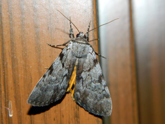 Catocala sordida