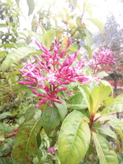 Fuchsia arborescens