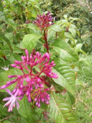 Fuchsia arborescens