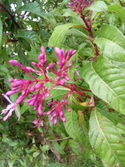 Fuchsia arborescens