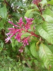 Fuchsia arborescens