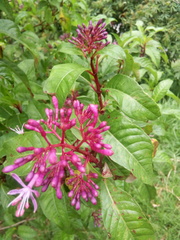 Fuchsia arborescens