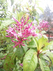 Fuchsia arborescens