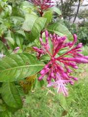 Fuchsia arborescens