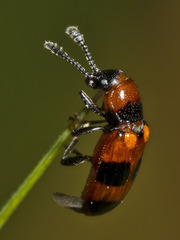 Thallis dentipes