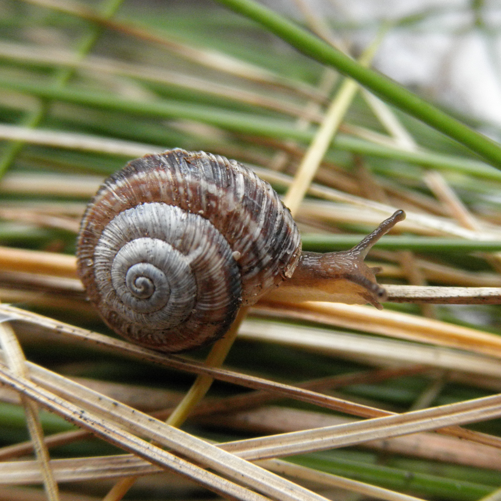 striated heath snail