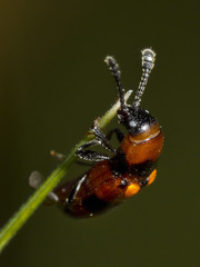 Thallis dentipes