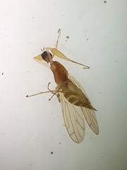 Hemerodromiinae