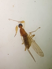 Hemerodromiinae