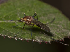 Aedes andersoni