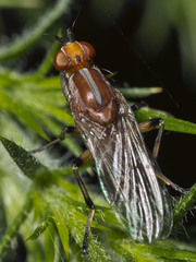 Tapeigaster paramonovi