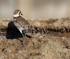 Charadrius pecuarius