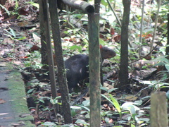 Dasyprocta fuliginosa