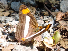 Adelpha iphicleola iphicleola
