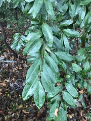 Prunus caroliniana