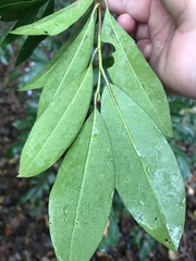 Prunus caroliniana