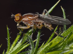 Tapeigaster paramonovi