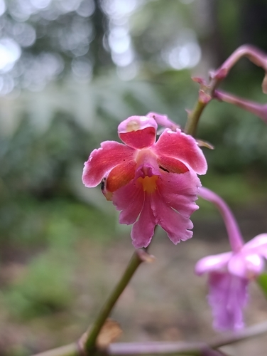 Epidendrum schweinfurthianum Correll
