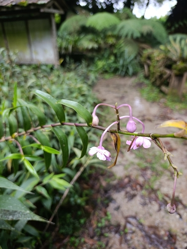 Epidendrum schweinfurthianum Correll 2