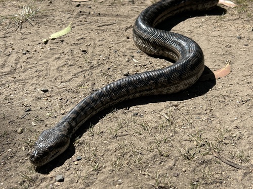 Coastal Carpet Python sighting