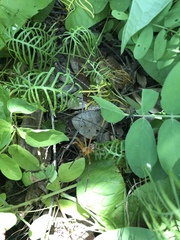 Curicaberis culiacan