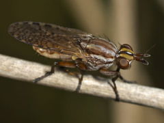 Dichetophora