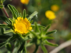 Asteriscus aquaticus