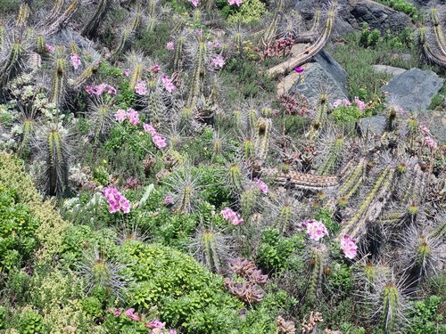Eulychnia castanea (Eulychnia castanea)