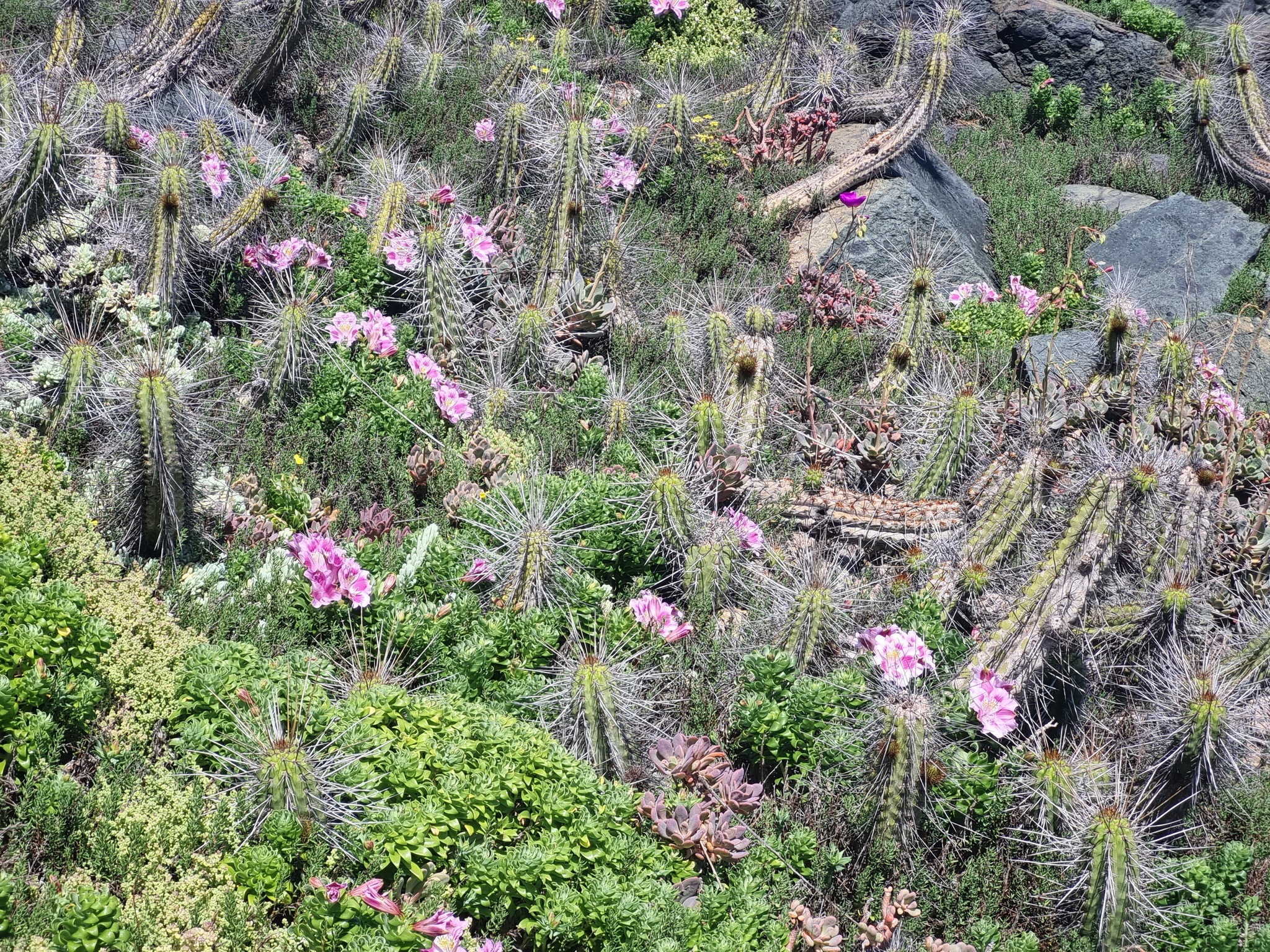 Eulychnia Castanea (Eulychnia castanea)