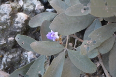 Vitex mollis