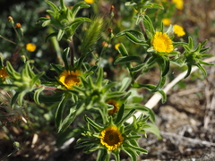 Asteriscus aquaticus