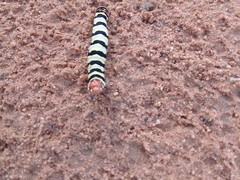 Diaphone mossambicensis