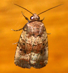 Elaphria fuscimacula