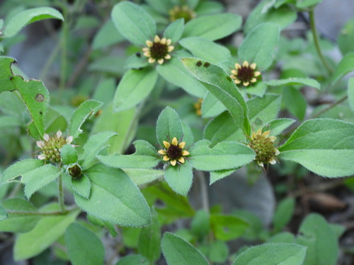 Sanvitalia ocymoides, photograph 2
