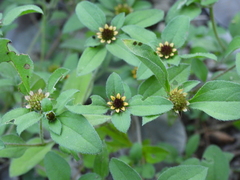 Sanvitalia ocymoides, photograph (c) José Francisco Colorado-Dapa, some rights reserved (CC BY)