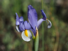 Iris xiphium