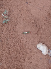 Diaphone mossambicensis