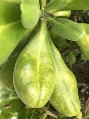Cucumber mosaic virus