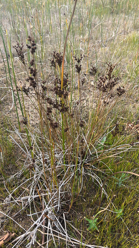 Narrow-panicle Rush (Juncus tweedyi)