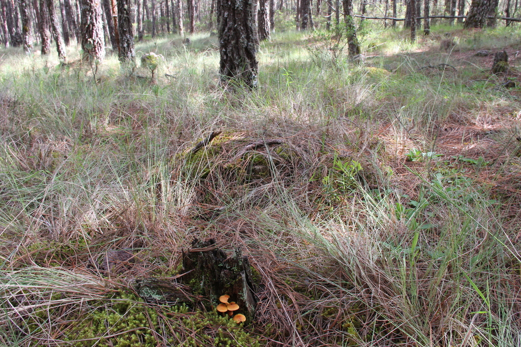 Gymnopilus amarissimus