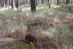 Gymnopilus amarissimus