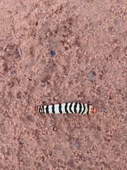 Diaphone mossambicensis