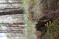 Gymnopilus amarissimus